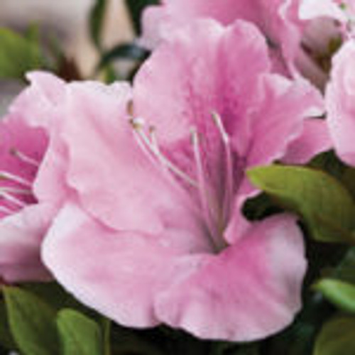 Soft pink, semi-double form azalea bloom with magenta speckles
