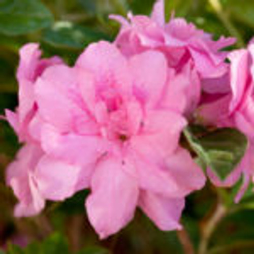 Medium-pink, semi-double azalea blooms