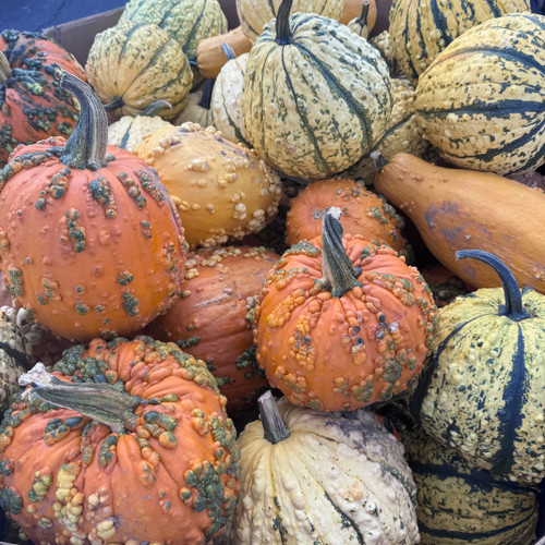 WARTY PUMPKIN