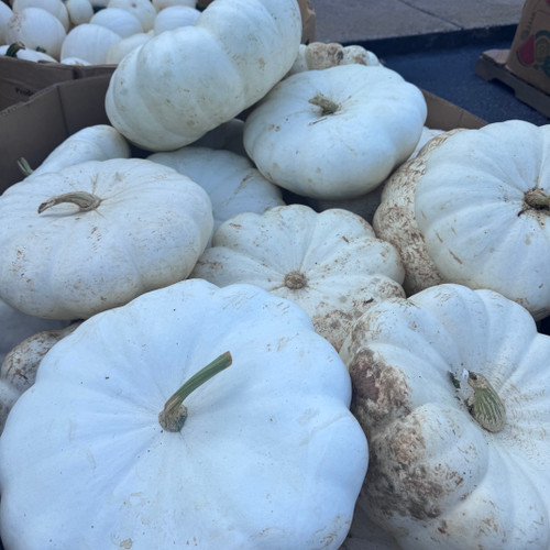 PUMPKIN WHITE ASST