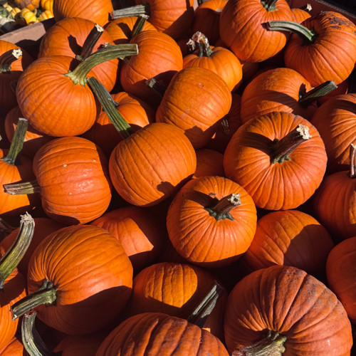 PUMPKIN FIELD TRIP