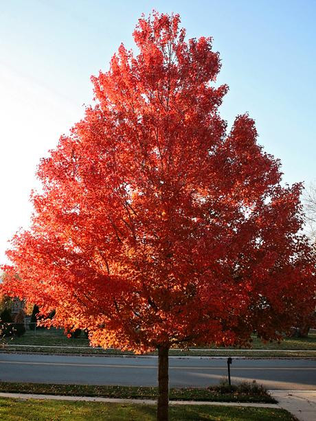 Maple 'October Glory' 7 Gallon