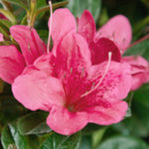 True pink, single-form azalea blooms