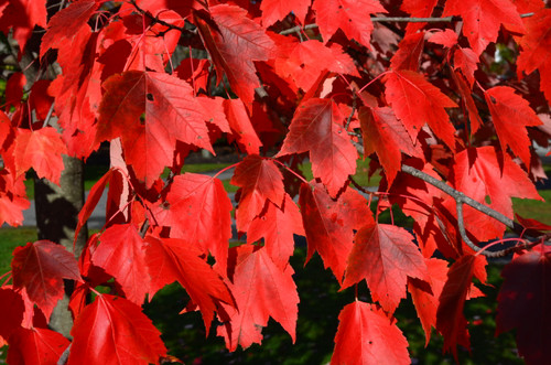 Maple 'Red Sunset' 7 Gallon