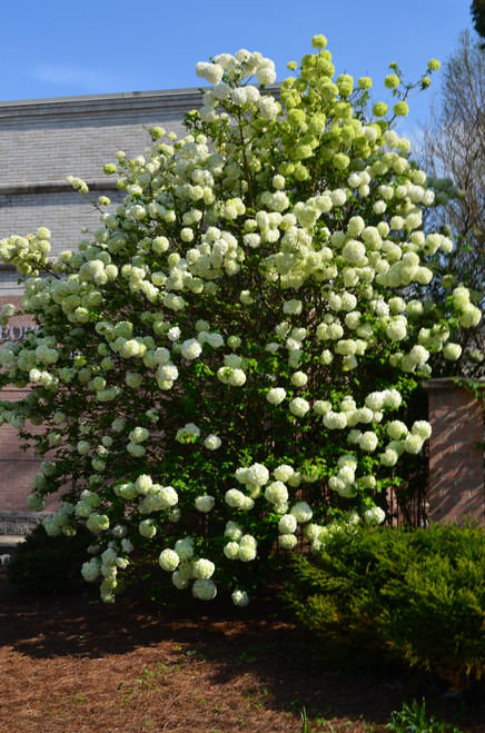 Hibiscus 'Confederate Rose' 3 Gallon - Cofer's Home & Garden