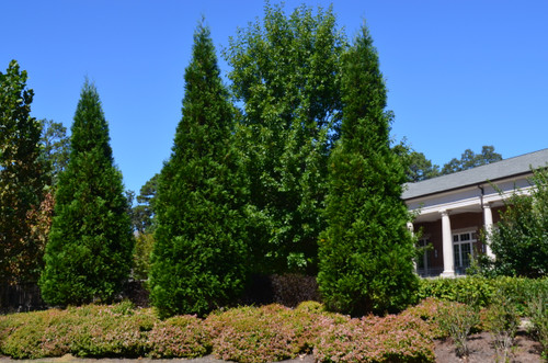 Arborvitae Green Giant 7 Gallon