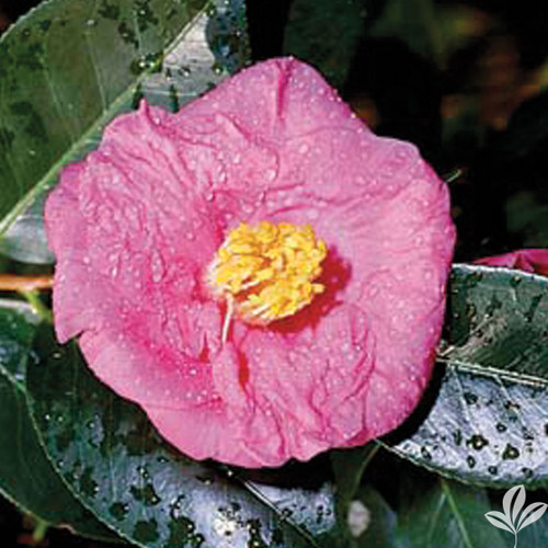 Camellia Lady Clare #1