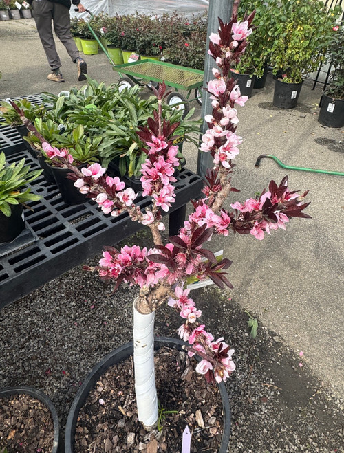 Peach 'Bonfire Red' Patio 5 Gallon