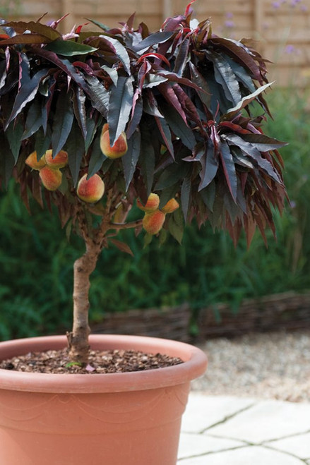 Peach 'Bonfire Red' Patio 5 Gallon