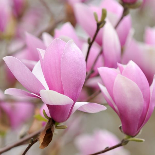 Saucer Magnolia 'Jane' 3 Gallon