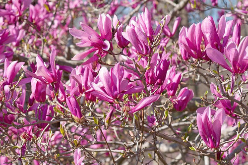 Saucer Magnolia 'Ann' 3 Gallon