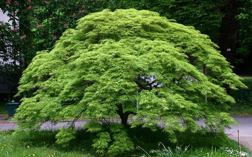 Japanese Maple 'Viridis' 7 Gallon