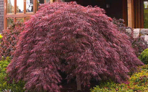 ガーデン・ローズ・メイデン アジア Japanese Maple 'Crimson Queen' 1 Gallon - Cofer's Home & Garden