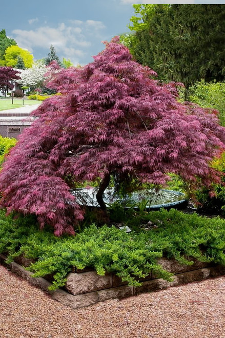 Japanese Maple 'Tamukeyama' #7