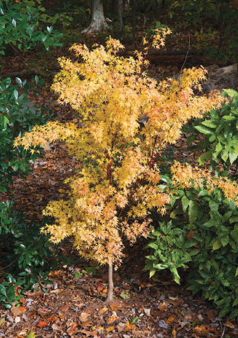 Japanese Maple 'Sango Kaku'  5 Gallon