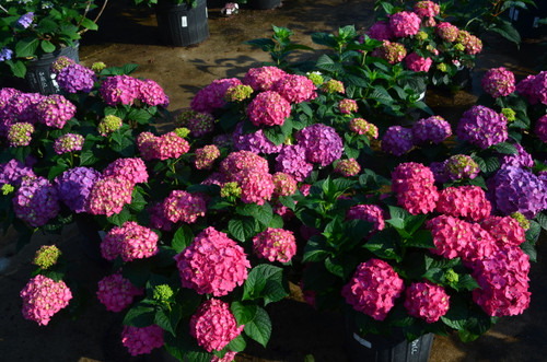 Hydrangea Summer Crush®  3 Gallon