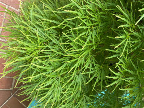 Japanese Maple 'Waterfall' Green 5 Gallon