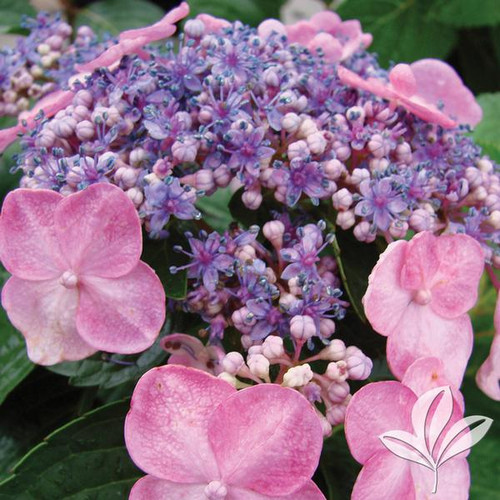 Hydrangea 'Twist n Shout® 3' Gallon