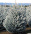 Blue Spruce 'Fat Albert' 2 Gallon