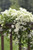 Clematis paniculata Sweet Autumn 3 Gallon