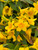 Jessamine 'Carolina' #3