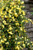 Jessamine 'Carolina' #3