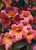 Crossvine Bignonia 3 Gallon
