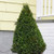 Holly 'Compacta Cone'
