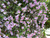 Azalea 'George Taber' 1 Gallon