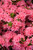 Azalea 'Coral Bell'  1 Gallon