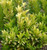 Illicium 'Florida Sunshine' 3 Gallon