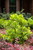 Illicium BananAppeal® 3 Gallon
