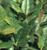 Holly 'Nellie R. Stevens' 5 Gallon