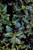 Holly Oakland® 5 Gallon