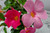 Dipladenia Trellis Pink 3 Gallon