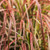 Pennisetum 'Fireworks'