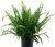 Fern Kimberly Queen 1 Gallon