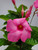 Mandevilla Trellis Pink 3 Gallon Mandevilla Trellis Pink 3 Gallon