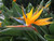Bird of Paradise 3 Gallon