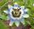Passion Vine Blue 3 Gallon