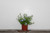 Plumbago Blue 3 Gallon