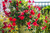 Mandevilla Trellis Red Giant 3 Gallon