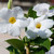 Mandevilla Trellis White 3 Gallon