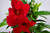 Mandevilla Trellis Red