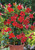 Dipladenia Trellis Red 3 Gallon