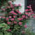 Rose Climbing 'Zéphirine Drouhin'  Weeks