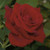 Rose 'Drop Dead Red™' - Weeks