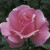 Rose 'Queen Elizabeth' - Weeks