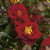 Rose 'Ketchup & Mustard™' - Weeks