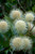 Buttonbush Native 1 Gallon